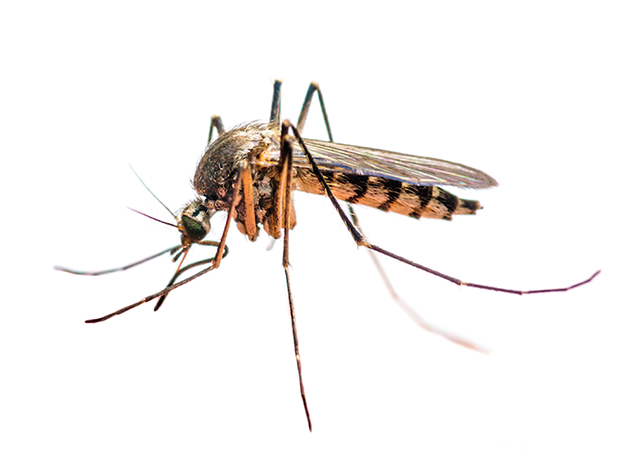 Yellow Fever Mosquito_Full.png