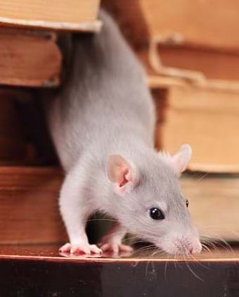 istock_000007321274small_rat.jpg