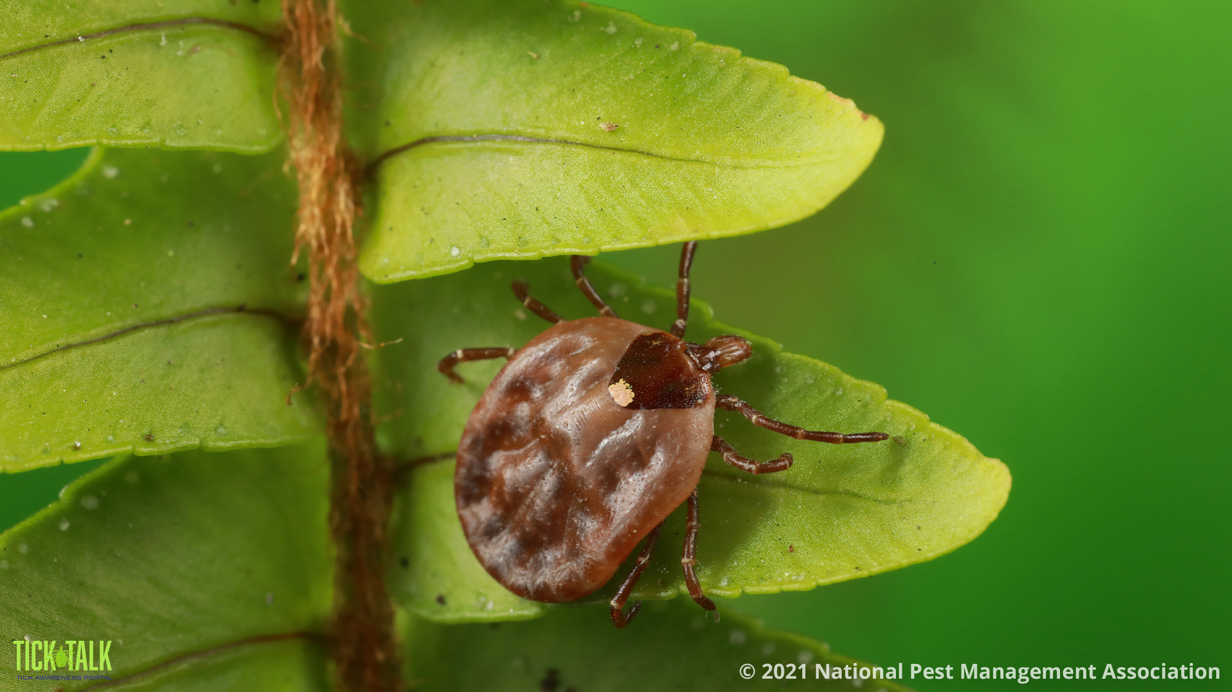 NPMA_Lone_star_tick.jpg
