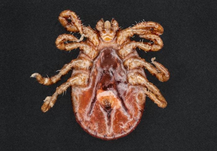 asian longhorned tick 2.jpg