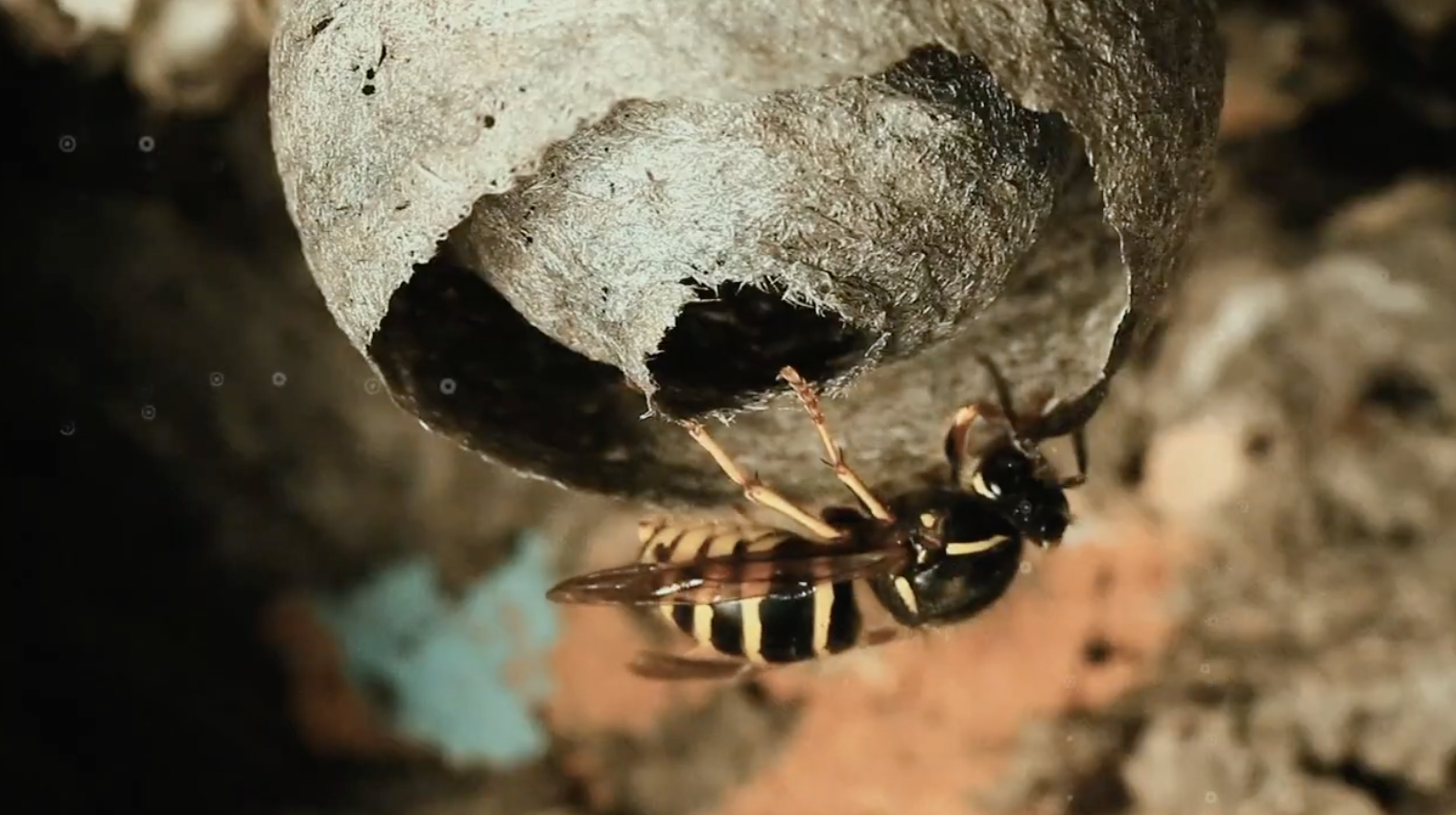 Bug Battles Episode 1 BaldFaced vs. Yellowjacket