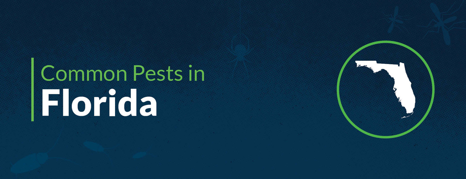 Common Florida House Insects & Pest: Bugs in Florida