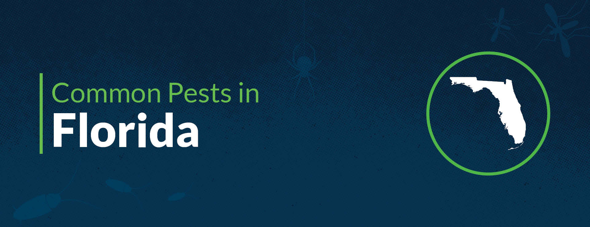 Florida State Insect Vector Common Florida House Insects & Pest: Bugs in Florida