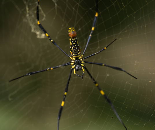 Joro Spiders: All about the spider species that is spreading