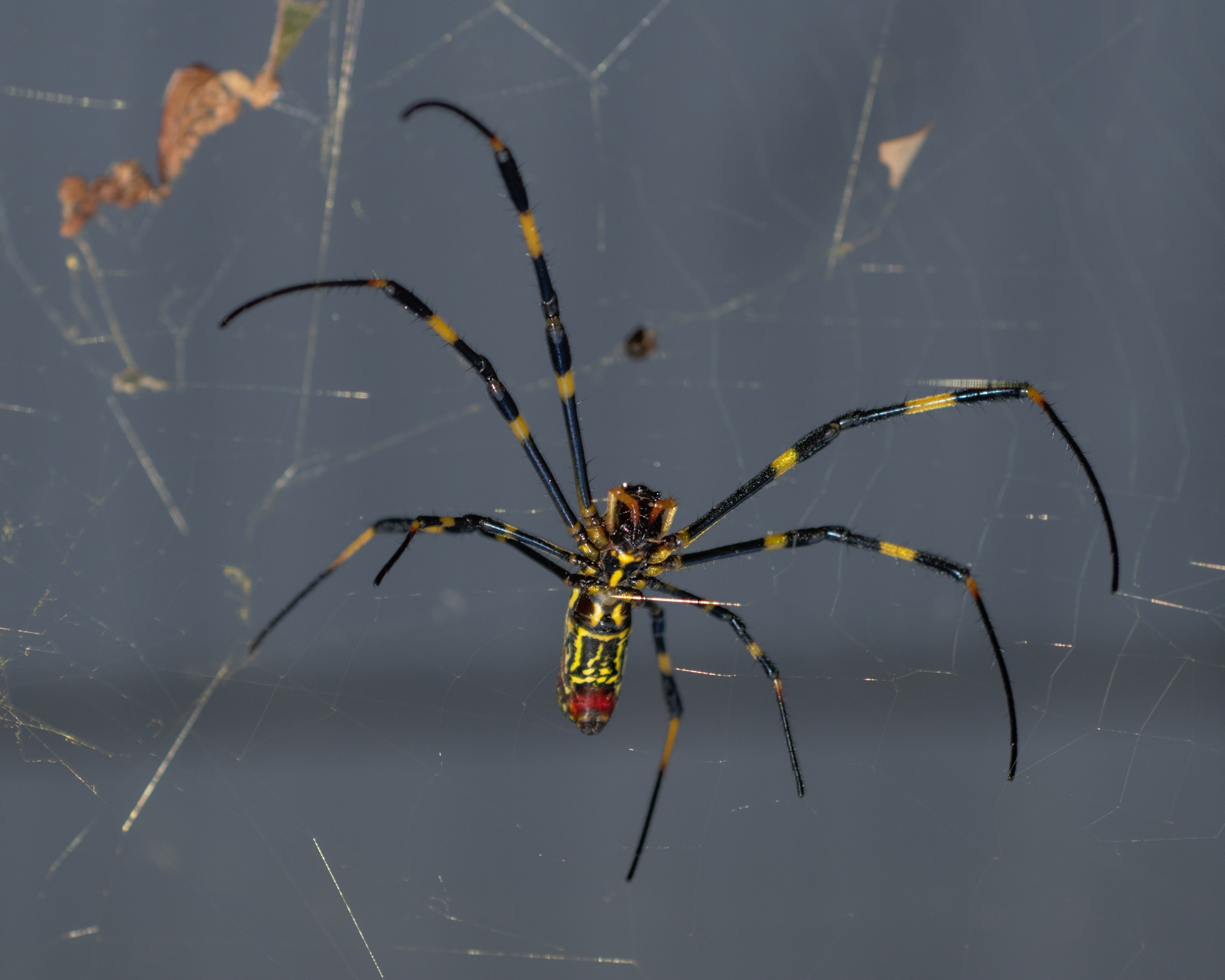 Joro Spiders: All about the spider species that is spreading