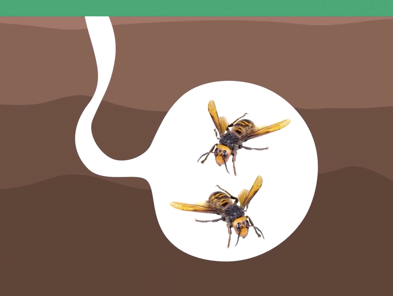 Life Cycle of a Tick