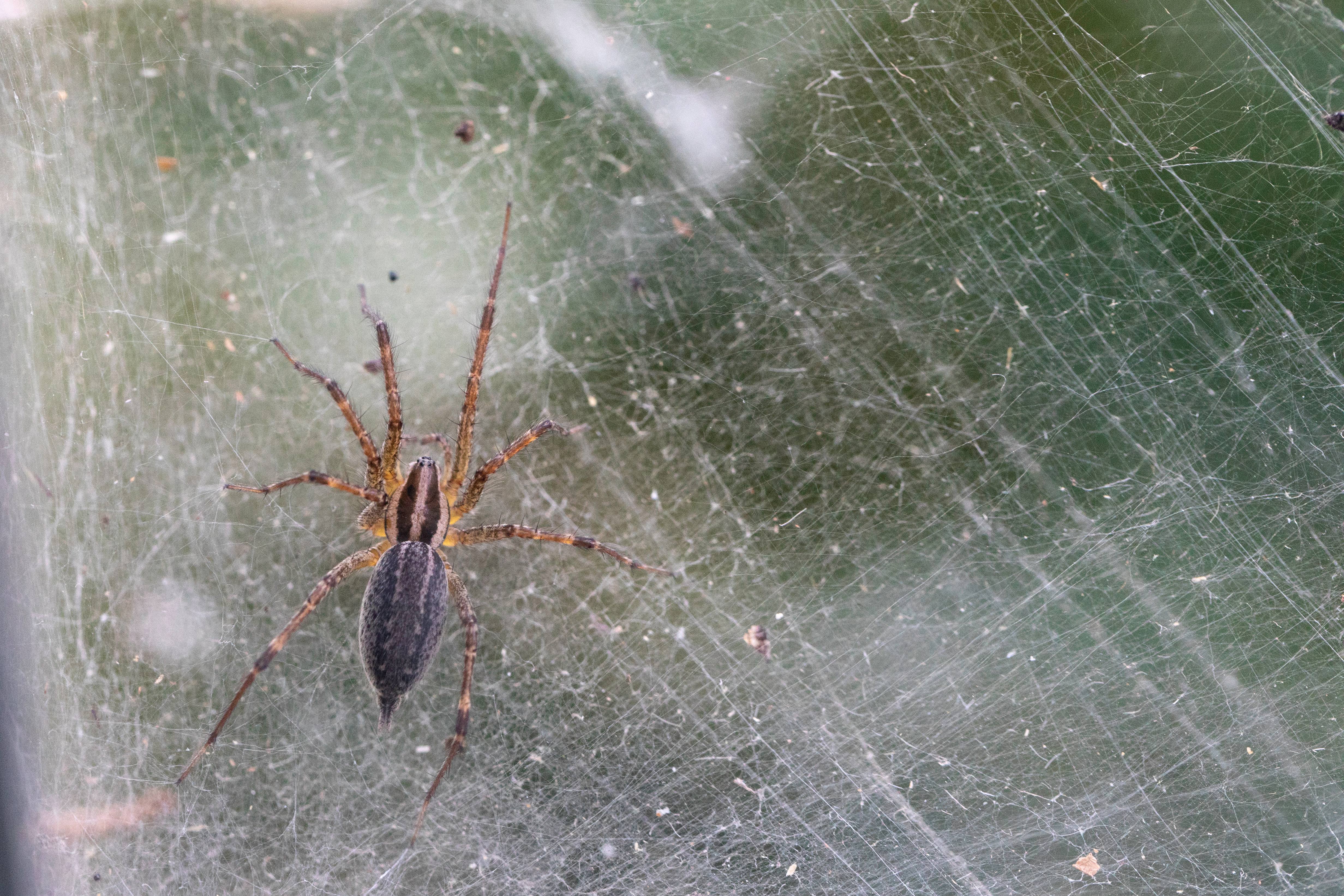Grass Spider