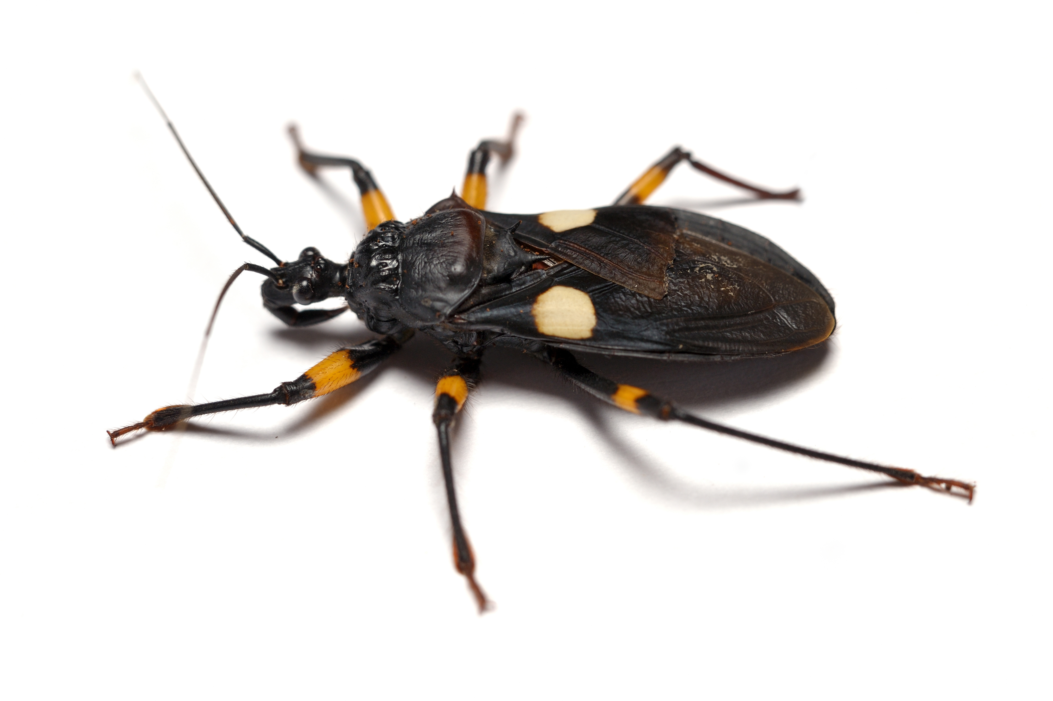 What is an Assassin Bug? Assassin Bug Types & Identification