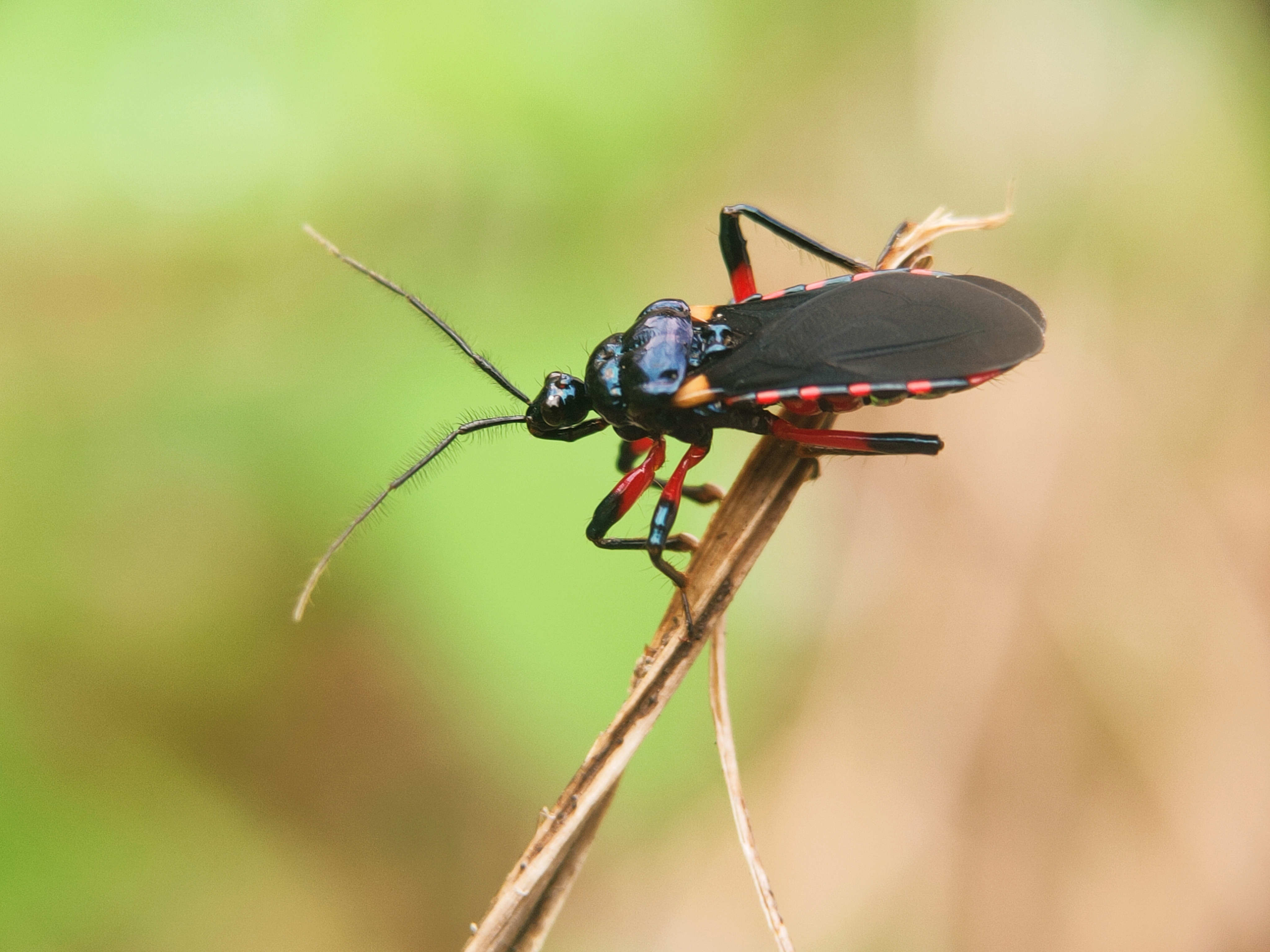 Assassin Insect Ohio What is an Assassin Bug? Assassin Bug Types & Identification