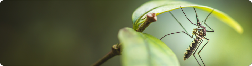 Bug & Insect Identification List: NPMA’s Bug Identifier