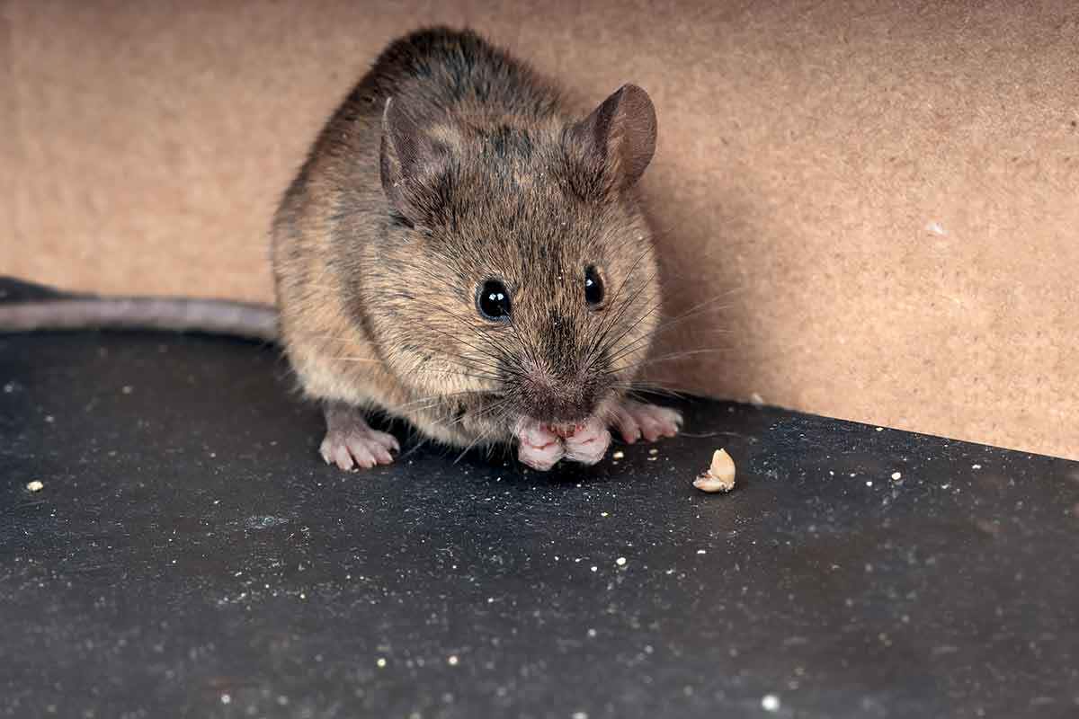 Where Do Deer Mice Live? How to Get Rid of Deer Mice