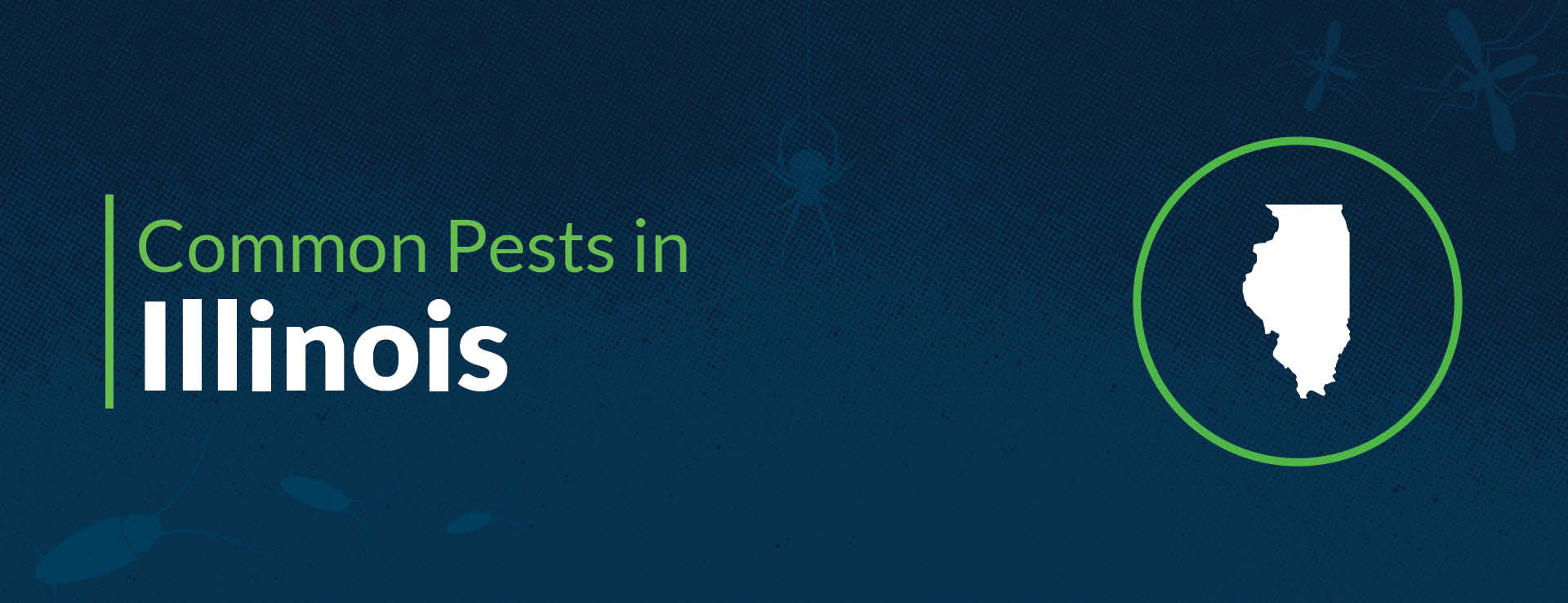 Common House Bugs in Illinois Types of Insects in Illinois