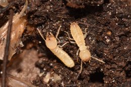 Formosan Termite Workers 2