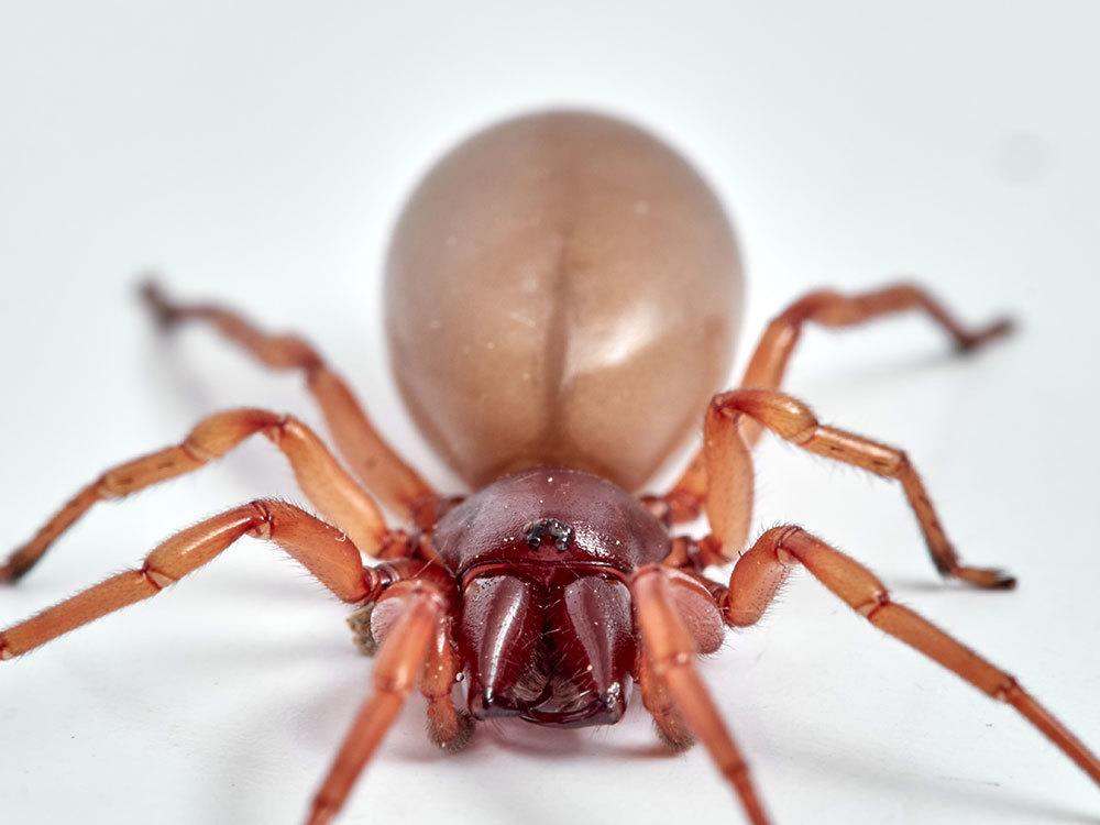 Woodlouse Spider Pest Guide Size, Bites, Threats, and Infestations