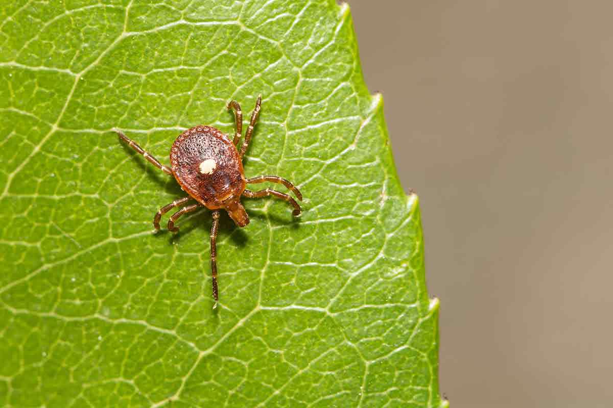 Types Of Ticks In Michigan Tick Season Identification In MI Types of ticks in michigan tick season identification in mi