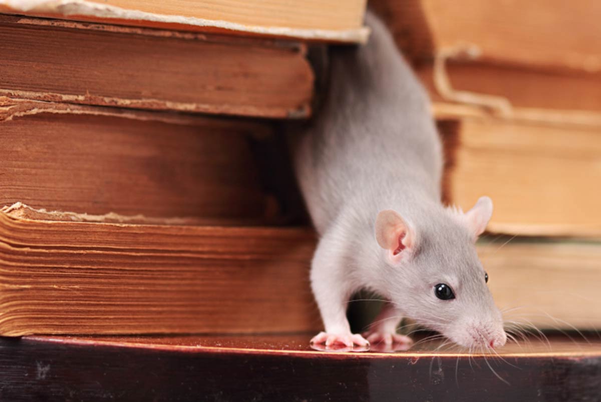 How to get rid of mice in your loft or attic - PestFreeMike