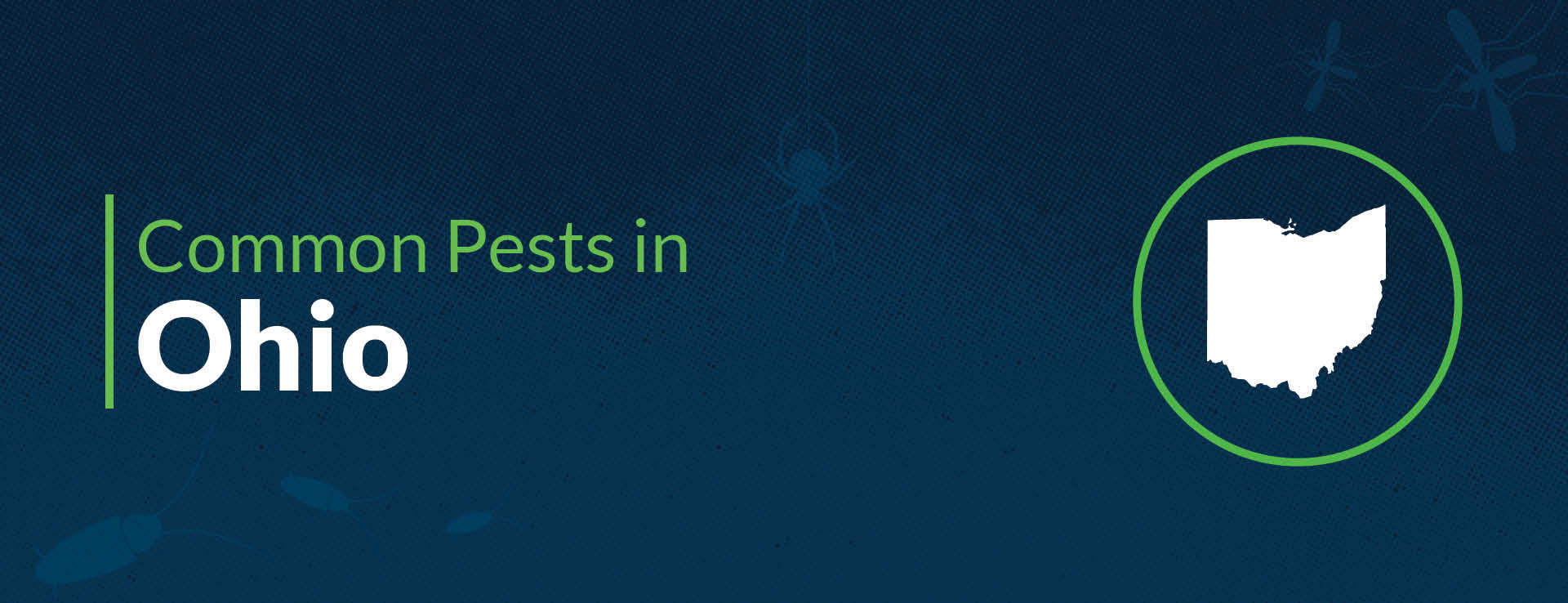 Pest Control & Insects in Ohio | Common Household Bugs in OH