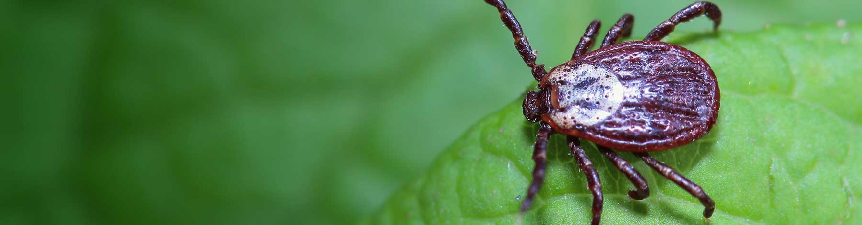 Pest Control News Latest News in Pest Pest Control News Latest News in Pest