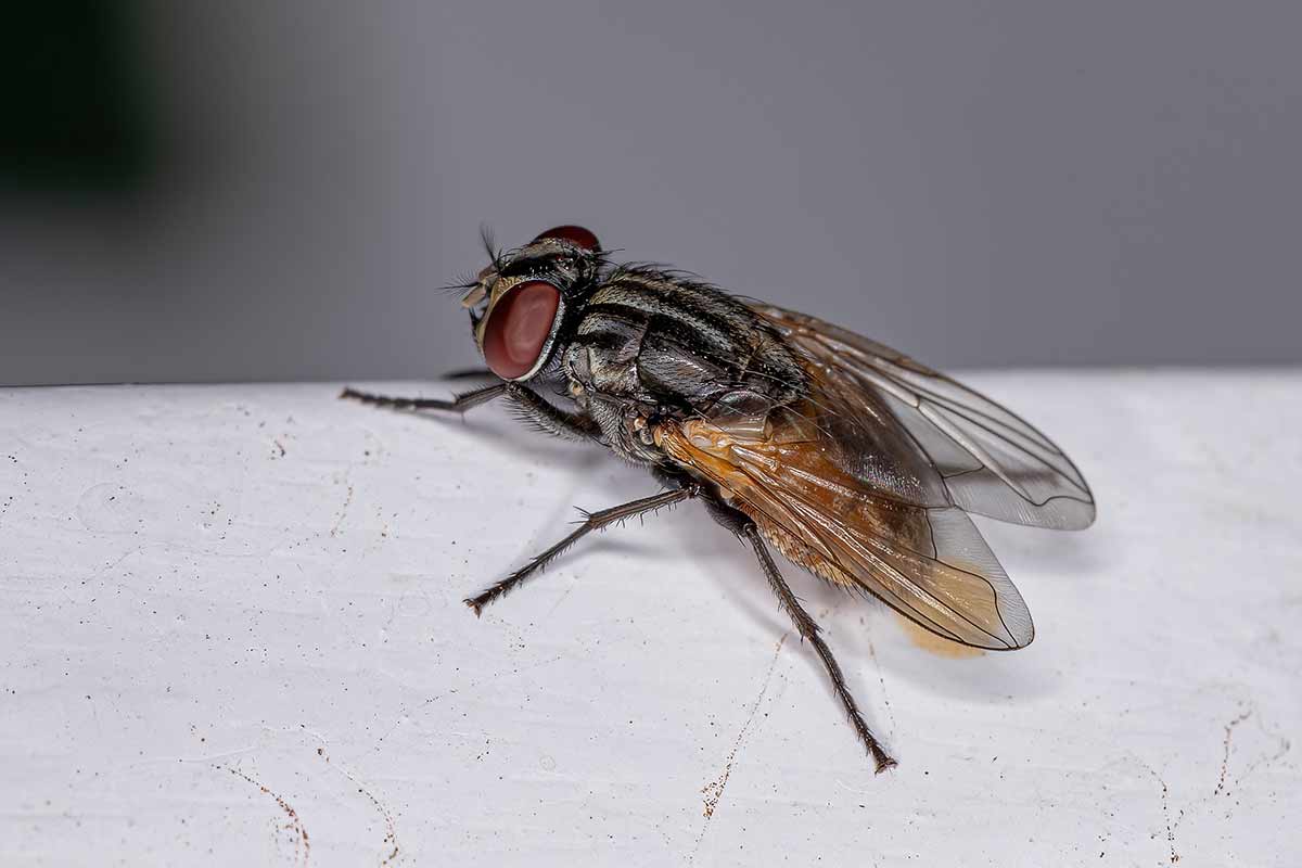 How to Get Rid of Flies Inside and Outside of Your House