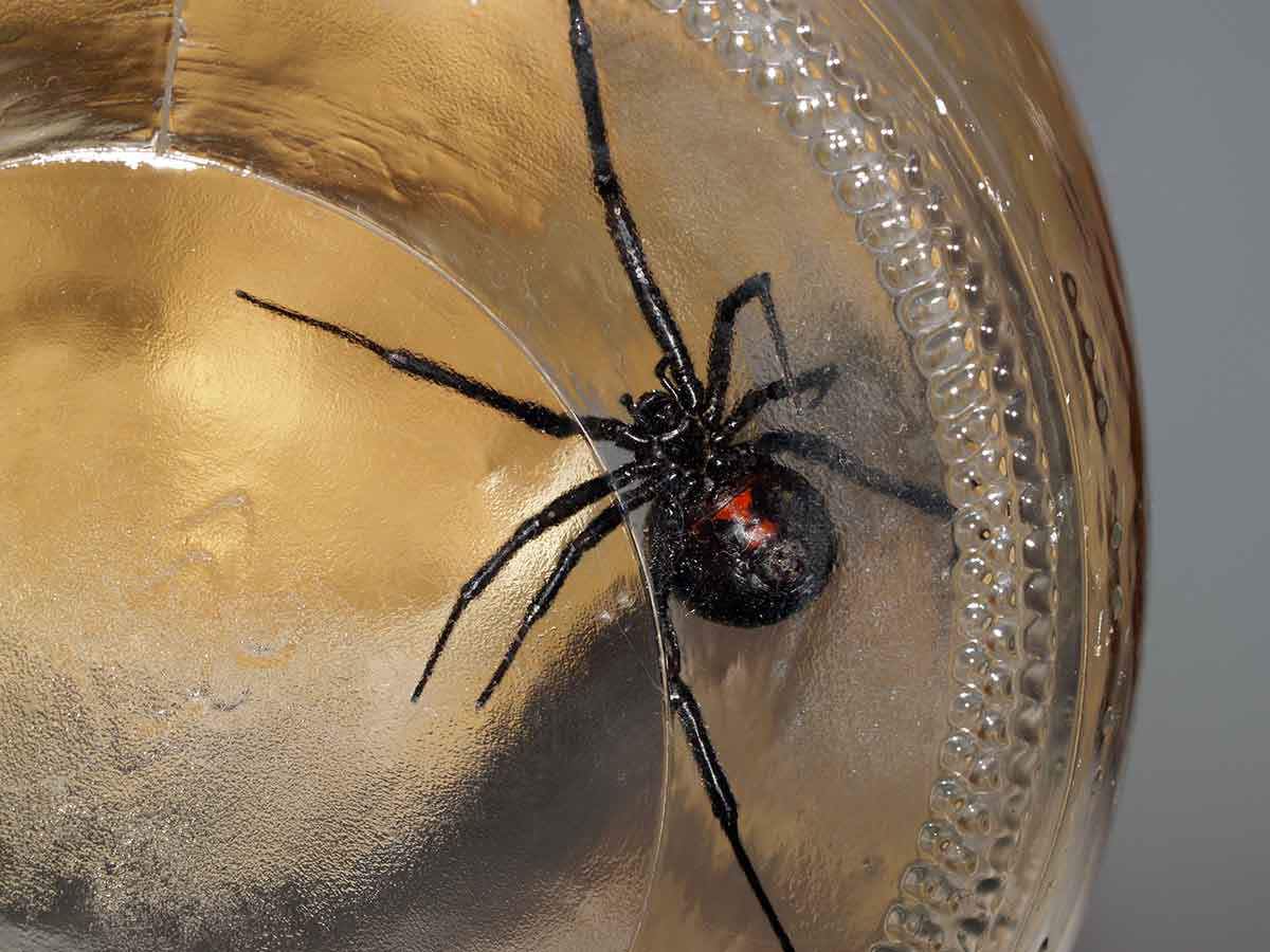 Black Widow Spiders Facts & Extermination Information