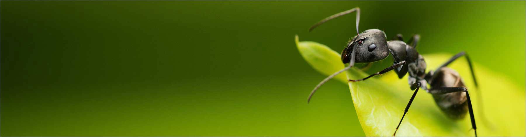 Adobestock 19593896 (1)